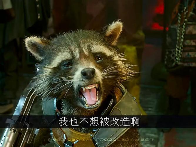 火箭浣熊哪里被改造了？火箭浣熊太可爱了？