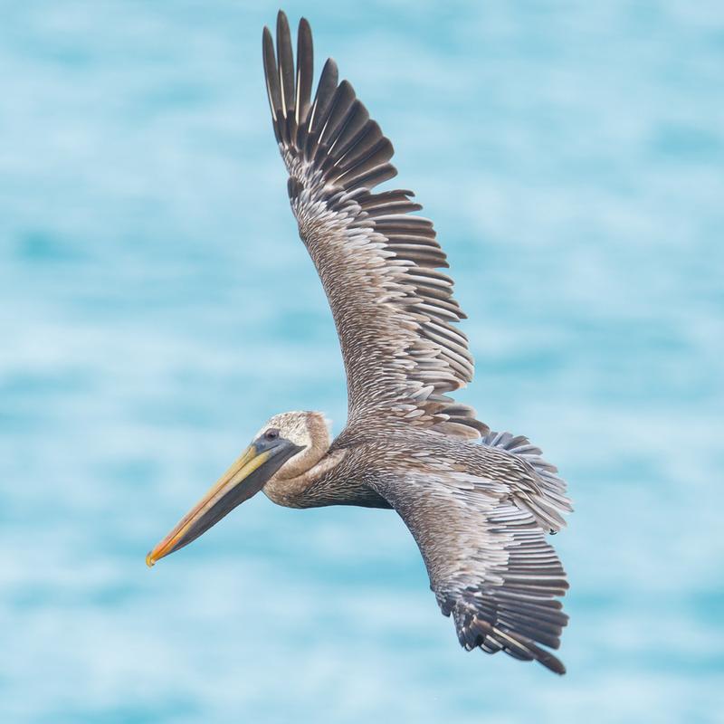 pelican是什么意思鹈鹕，pelo什么意思？